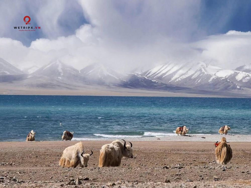 Shangrila – vùng đất huyền thoại nơi núi non hùng vĩ hòa cùng sắc màu văn hóa Tây Tạng.