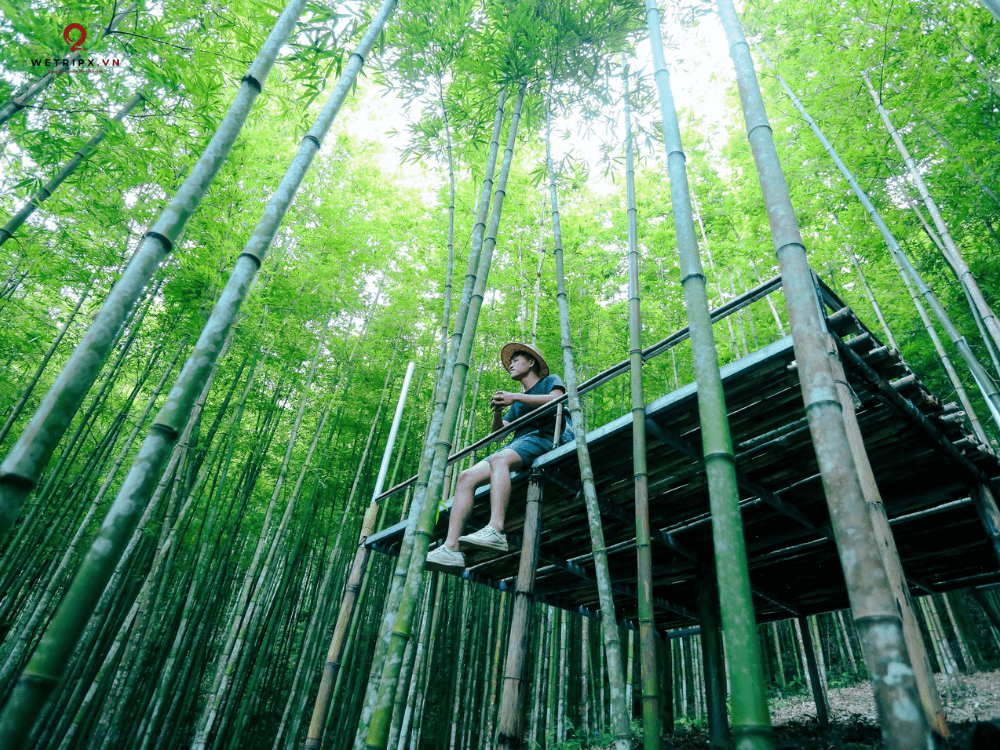 Rừng trúc Mù Cang Chải