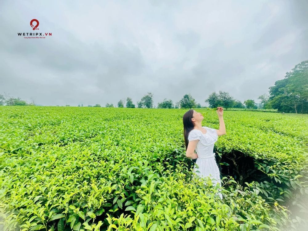 đồi chè Thanh Sơn Phú Thọ