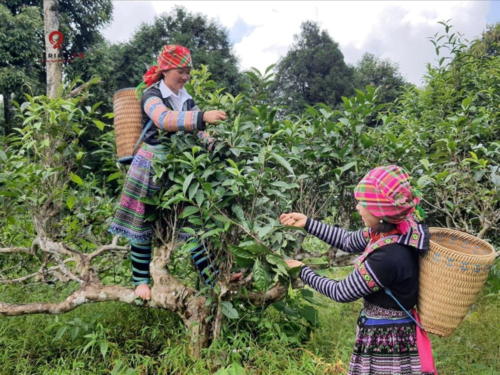 đồi chè san tuyết Suối Giàng 