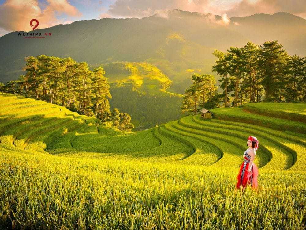 Võng lúa Móng Ngựa 