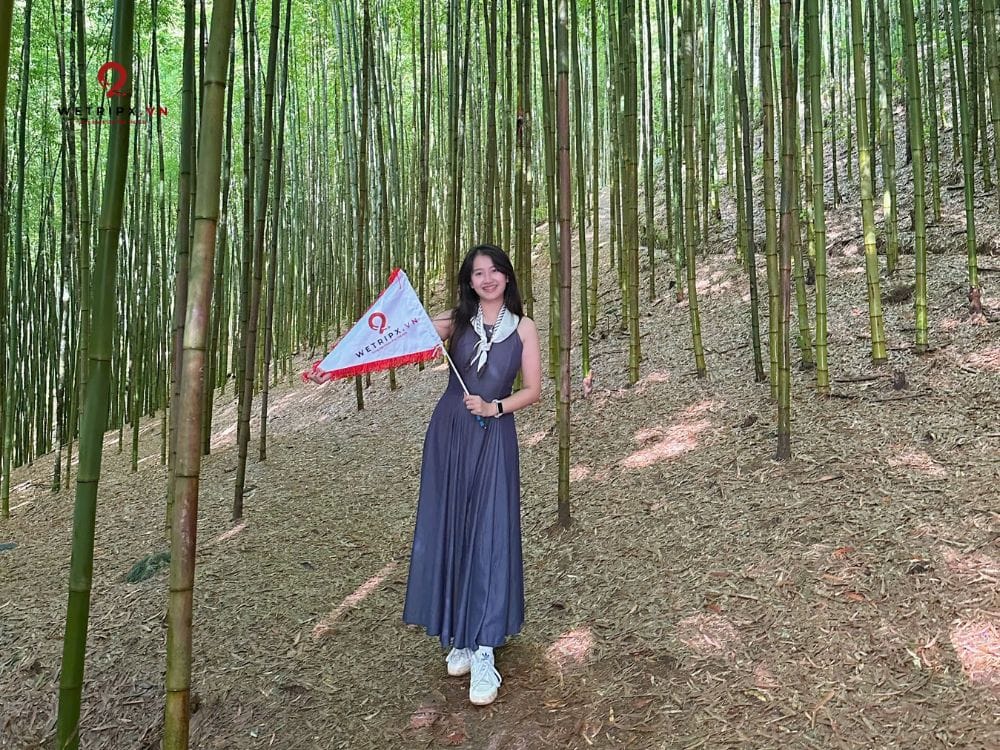 Rừng Trúc Mù Cang Chải 