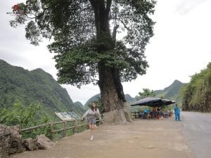 The Lonely Tree stands solitary against the Ha Giang landscape.