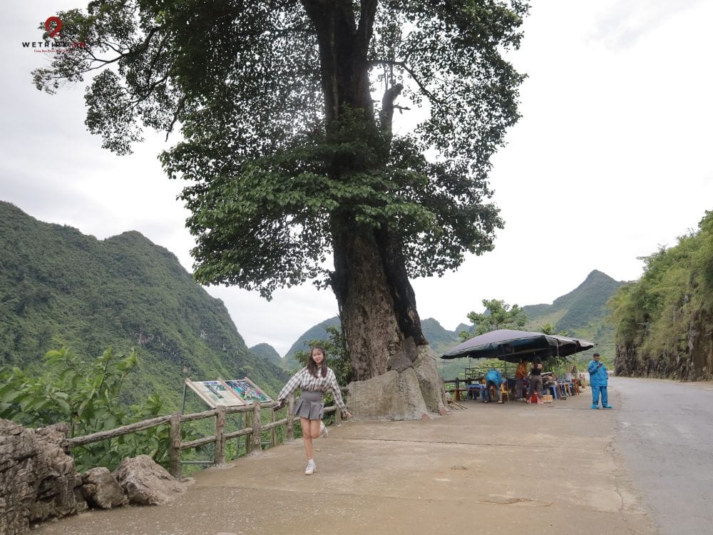 The Lonely Tree stands solitary against the Ha Giang landscape.
