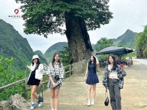 cây nghiến cô đơn Hà Giang