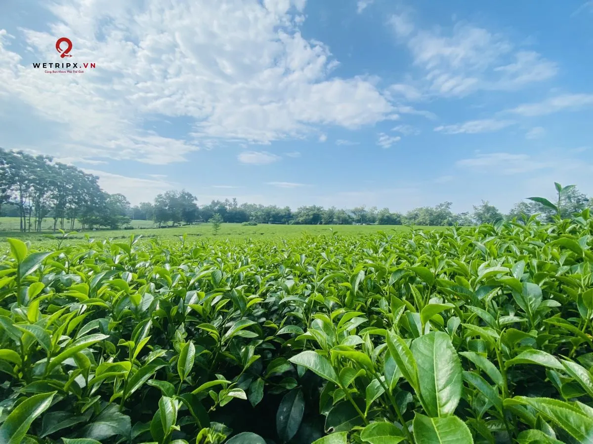 Đồi chè thanh sơn phú thọ