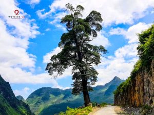 Ha Giang Loop Tour