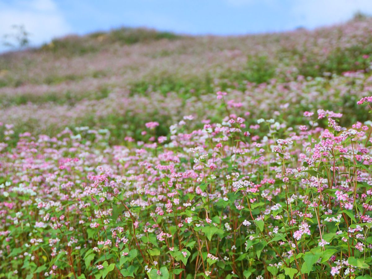 lễ hội hoa tam giác mạch hà giang