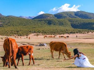 Thảo nguyên Cam Hải Tử – vùng đất hoang sơ yên bình, nơi đàn gia súc thong dong giữa núi rừng hùng vĩ.