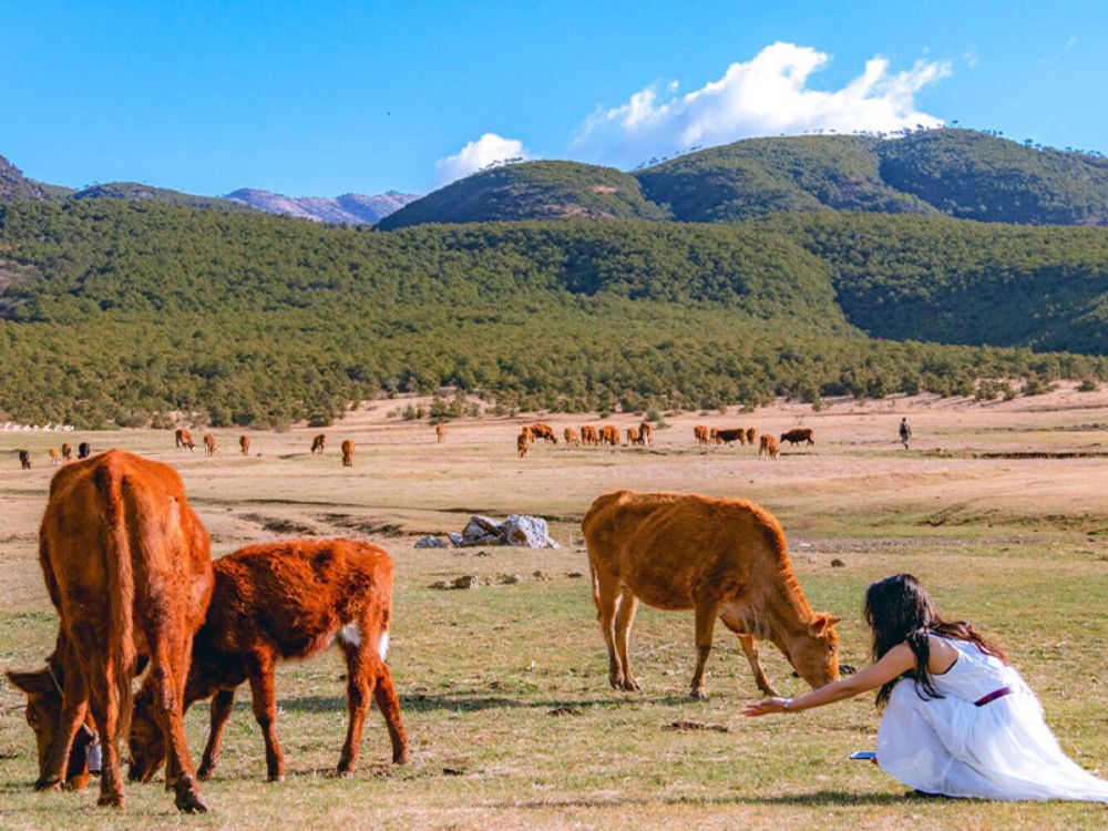 Thảo nguyên Cam Hải Tử – vùng đất hoang sơ yên bình, nơi đàn gia súc thong dong giữa núi rừng hùng vĩ.